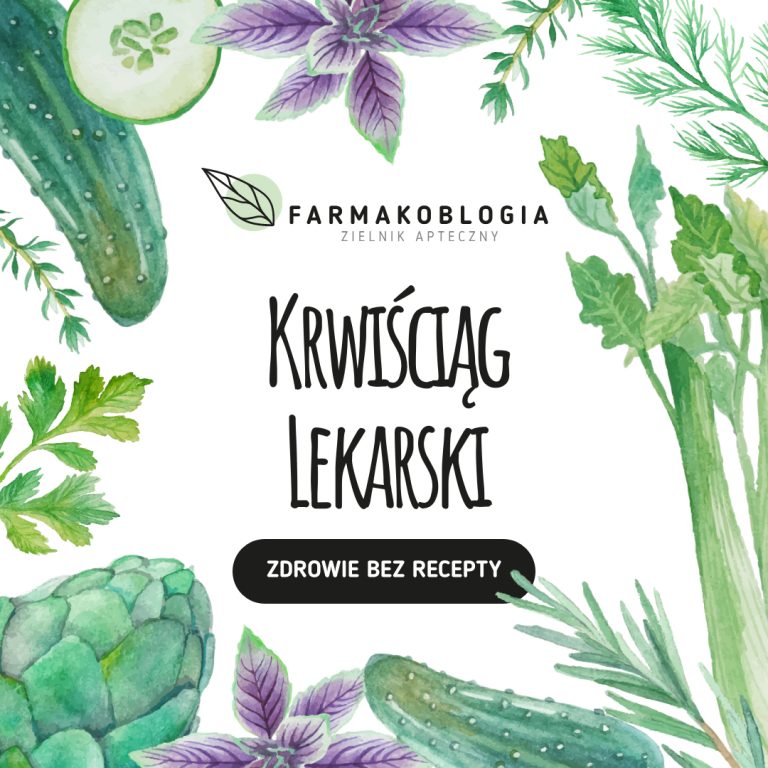 Krwiściąg lekarski - Zdrowie Bez Recepty