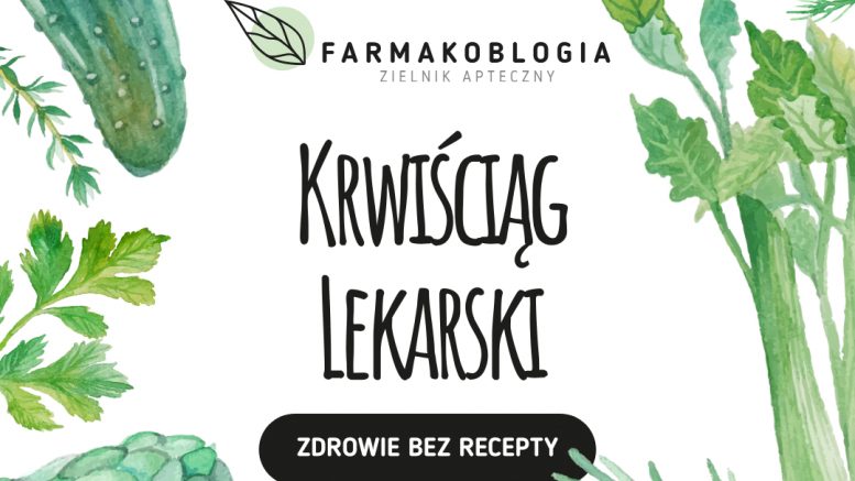 Krwiściąg lekarski - Zdrowie Bez Recepty